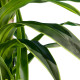 GloboStar® Artificial Garden BRAZILIAN IRON 20021 Τεχνητό Διακοσμητικό Φυτό Αρωματική Δράκαινα Υ180cm