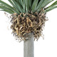 GloboStar® Artificial Garden BEAUCARNEA PALM TREE 20048 Τεχνητό Διακοσμητικό Φυτό Κυρτόφυλλος Μπουκαρνέα Υ250cm