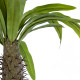 GloboStar® Artificial Garden PACHYPODIUM LAMEREI PALM TREE 20129 Τεχνητό Διακοσμητικό Φυτό Φοίνικας της Μαγαδασκάρης Υ105cm