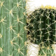 GloboStar® Artificial Garden CARNEGIEA CACTUS 20135 Τεχνητό Διακοσμητικό Φυτό Κάκτος Σαγκουάρο Υ180cm