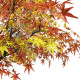 GloboStar® Artificial Garden AUTUMN MAPLE TREE 20360 Τεχνητό Διακοσμητικό Δέντρο Φθινοπωρινός Σφένδαμος Υ350cm