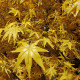 GloboStar® Artificial Garden WINTER MAPLE TREE 20364 Τεχνητό Διακοσμητικό Δέντρο Χειμωνιάτικος Σφένδαμος Υ350cm