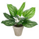 GloboStar® Artificial Garden SILVER POTHOS POTTED PLANT 20896 Διακοσμητικό Φυτό Πόθος Φ40 x Υ33cm