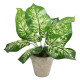 GloboStar® Artificial Garden DIEFFENBACHIA POTTED PLANT 20897 Διακοσμητικό Φυτό Διεφενμπάχια Φ40 x Υ33cm