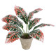 GloboStar® Artificial Garden RED AGLAONEMA POTTED PLANT 20901 Διακοσμητικό Φυτό Κόκκινο Αγλαόνημα Φ40 x Υ33cm