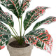 GloboStar® Artificial Garden RED AGLAONEMA POTTED PLANT 20901 Διακοσμητικό Φυτό Κόκκινο Αγλαόνημα Φ40 x Υ33cm