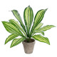 GloboStar® Artificial Garden  DRACAENA POTTED PLANT 20907 Διακοσμητικό Φυτό Δράκενα Φ40 x Υ33cm