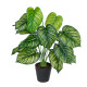 GloboStar® Artificial Garden CALATHEA PLANT 20912 Διακοσμητικό Φυτό Καλαθέα Φ55 x Υ75cm