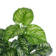 GloboStar® Artificial Garden CALATHEA PLANT 20933 Διακοσμητικό Φυτό Καλαθέα Φ55 x Υ55cm