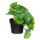 GloboStar® Artificial Garden GREEN BEGONIA PLANT 20949 Διακοσμητικό Φυτό Πράσινη Μπιγόνια Φ23 x Υ16cm