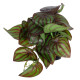 GloboStar® Artificial Garden BROWN PEPEROMIA PLANT 20952 Διακοσμητικό Φυτό Καφέ Πεπερόμια Φ23 x Υ16cm