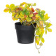 GloboStar® Artificial Garden SCHEFFLERA MIX PLANT 20956 Διακοσμητικό Φυτό Σεφλέρα Φ20 x Υ18cm