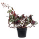 GloboStar® Artificial Garden ZEBRINA PLANT 20961 Διακοσμητικό Φυτό Ζεμπρίνα Φ45 x Υ22cm