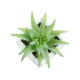 GloboStar® Artificial Garden SUCCULENT ALOE LOTUS PLANT 20976 Διακοσμητικό Φυτό Παχύφυτο Λωτός Αλόης Φ8 x Υ8cm