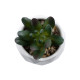 GloboStar® Artificial Garden SUCCULENT CRASSULA 20979 Διακοσμητικό Φυτό Παχύφυτο Κράσουλα Υ9cm