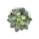 GloboStar® Artificial Garden SUCCULENT SEDEVERIA POTTED PLANT 20987 Διακοσμητικό Φυτό Σεδεβέρια Φ7 x Υ7,5cm