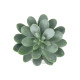 GloboStar® Artificial Garden SUCCULENT SEDEVERIA POTTED PLANT 20998 Διακοσμητικό Φυτό Σεδεβέρια  Φ7 x Υ9cm