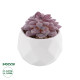 GloboStar® Artificial Garden SUCCULENT SEDEVERIA 21005 Διακοσμητικό Φυτό Παχύφυτο Σεντεβέρια Υ8cm