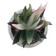 GloboStar® Artificial Garden SUCCULENT ALOE 21008 Διακοσμητικό Φυτό Παχύφυτο Αλόη Υ14cm