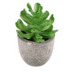 GloboStar® Artificial Garden SUCCULENT CRASSULA 21014 Διακοσμητικό Φυτό Παχύφυτο Κράσουλα Υ11.5cm