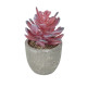 GloboStar® Artificial Garden SUCCULENT CRASSULA POTTED PLANT 21015 Διακοσμητικό Φυτό Κρασούλα  Φ7 x Υ11,5cm