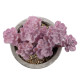 GloboStar® Artificial Garden SUCCULENT SEDUM 21017 Διακοσμητικό Φυτό Παχύφυτο Σέδο Υ10cm