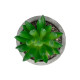 GloboStar® Artificial Garden SUCCULENT SEDEVERIA POTTED PLANT 21019 Διακοσμητικό Φυτό Σεδεβέρια  Φ6,5 x Υ9cm