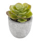 GloboStar® Artificial Garden SUCCULENT SEDEVERIA 21021 Διακοσμητικό Φυτό Παχύφυτο Σεντεβέρια Υ8.5cm