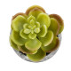 GloboStar® Artificial Garden SUCCULENT SEDEVERIA 21021 Διακοσμητικό Φυτό Παχύφυτο Σεντεβέρια Υ8.5cm