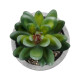 GloboStar® Artificial Garden SUCCULENT SEDEVERIA 21023 Διακοσμητικό Φυτό Παχύφυτο Σεντεβέρια Υ10cm