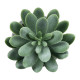 GloboStar® Artificial Garden SUCCULENT SEDEVERIA 21025 Διακοσμητικό Φυτό Παχύφυτο Σεντεβέρια Υ10.5cm