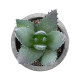 GloboStar® Artificial Garden SUCCULENT ALOE 21026 Διακοσμητικό Φυτό Παχύφυτο Αλόη Υ10.5cm