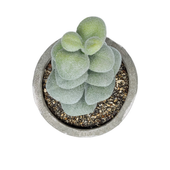 GloboStar® Artificial Garden SUCCULENT SEDEVERIA POTTED PLANT 21027 Διακοσμητικό Φυτό Σεδεβέρια  Φ5 x Υ11cm