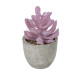 GloboStar® Artificial Garden SUCCULENT CRASSULA POTTED PLANT 21029 Διακοσμητικό Φυτό Κρασούλα  Φ7 x Υ10,5cm