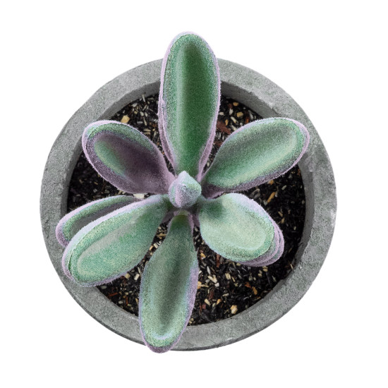 GloboStar® Artificial Garden SUCCULENT CRASULLA 21031 Διακοσμητικό Φυτό Παχύφυτο Κράσουλα Υ11cm