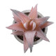 GloboStar® Artificial Garden SUCCULENT ALOE 21032 Διακοσμητικό Φυτό Παχύφυτο Αλόη Υ11cm