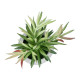 GloboStar® Artificial Garden SUCCULENT CRASSULA POTTED PLANT 21038 Διακοσμητικό Φυτό Κρασούλα  Φ10 x Υ17cm