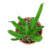 GloboStar® Artificial Garden SUCCULENT EUPHORBIA POTTED PLANT 21052 Διακοσμητικό Φυτό Ευφορβία Φ18 x Υ23cm