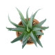 GloboStar® Artificial Garden SUCCULENT ALOE POTTED PLANT 21053 Διακοσμητικό Φυτό Αλόη  Φ15 x Υ19cm