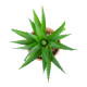 GloboStar® Artificial Garden SUCCULENT ALOE POTTED PLANT 21054 Διακοσμητικό Φυτό Αλόη  Φ15 x Υ19cm