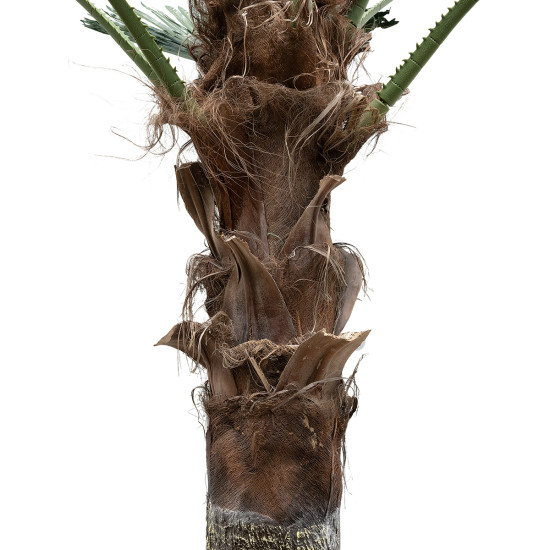 GloboStar® Artificial Garden PLANT PALM TREE 21055 Διακοσμητικό Δέντρο Φοίνικα  Φ240 x Υ400cm