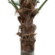 GloboStar® Artificial Garden PLANT PALM TREE 21056 Διακοσμητικό Δέντρο Φοίνικα  Φ240 x Υ500cm