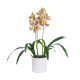 GloboStar® Artificial Garden CHAMPAGNE CHERRY CYMBIDIUM 21404 Διακοσμητικό Φυτό Σαμπανιζέ Κυμβίδιο Υ60cm