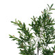 Διακοσμητικό φυτό Olive tree I σε γλάστρα Inart πράσινο pp Υ150εκ